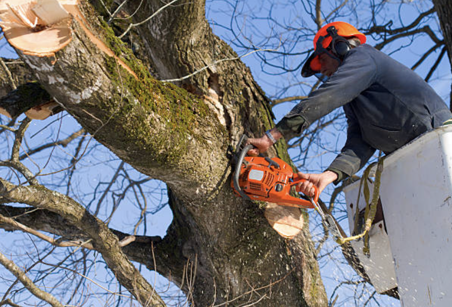 tree pruning in Almont Village