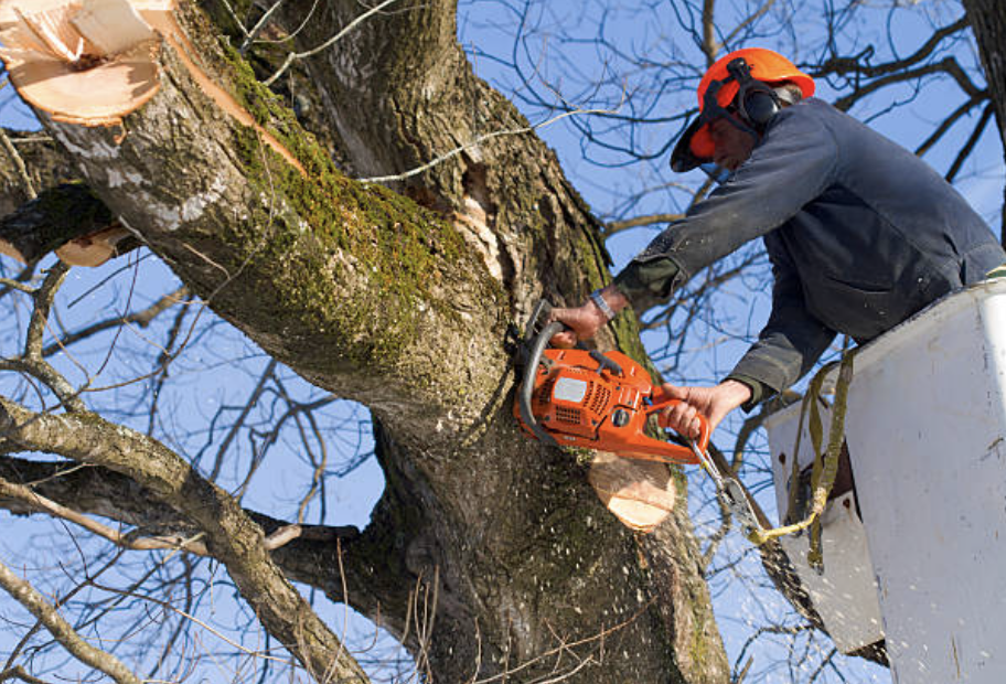 tree pruning in Middleville Village